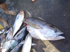 half_tuna